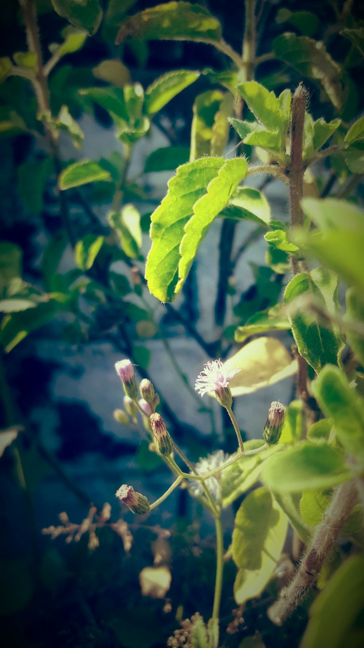 Basil