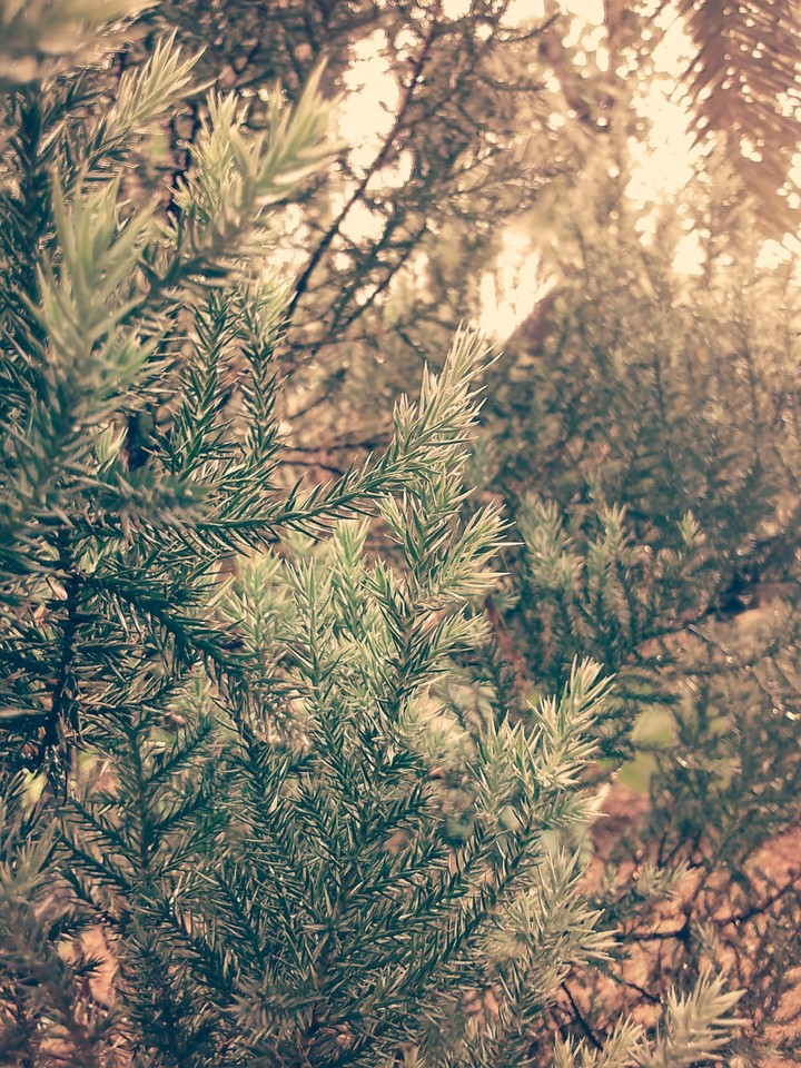 pine