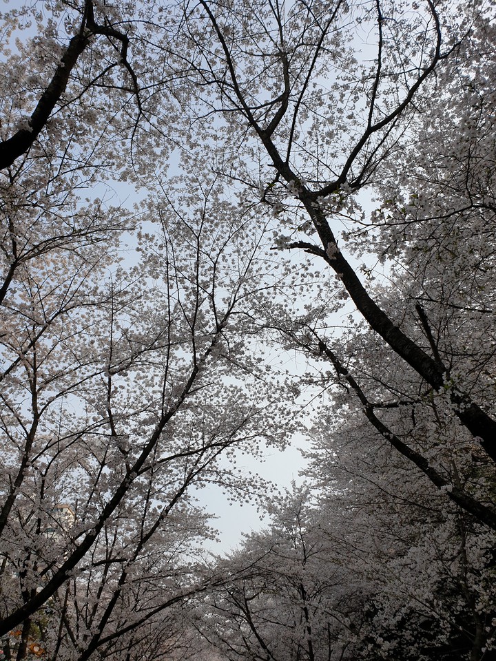 벚꽃나무