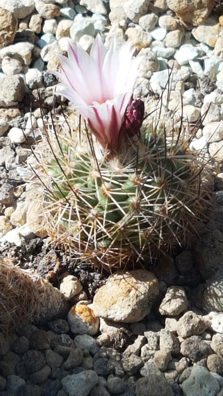 a flowering cactus