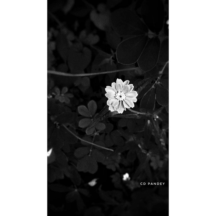 dark flower