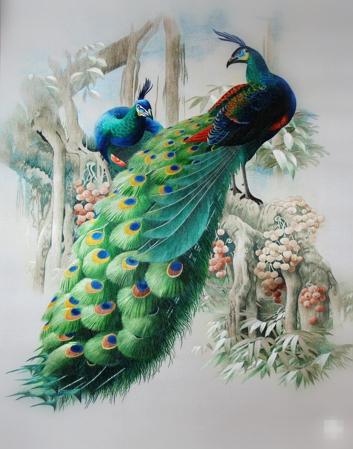 peacock