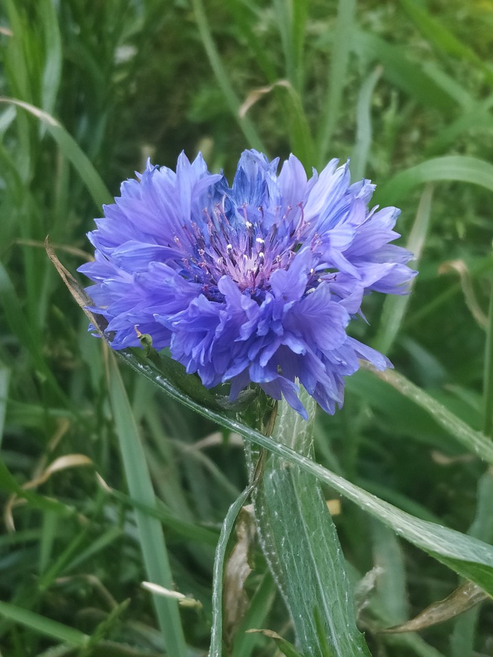 Blue dream