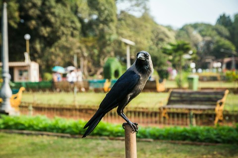 Black crow
