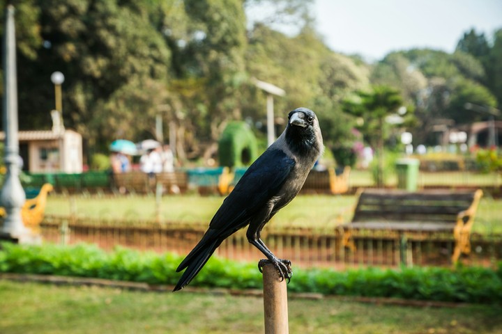Black crow