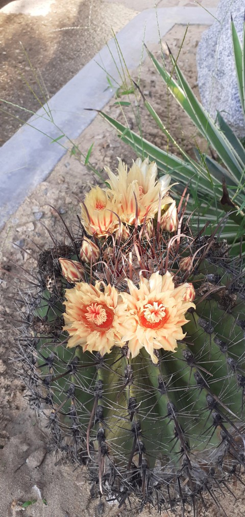 belleza con espinas