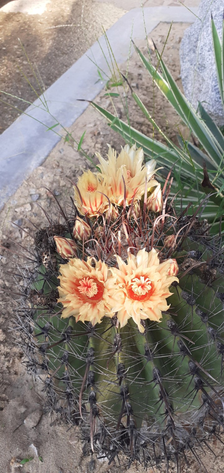 belleza con espinas