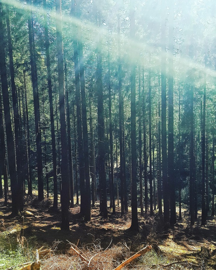 Forest Germany