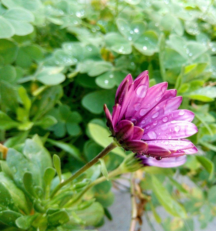 purple  drops