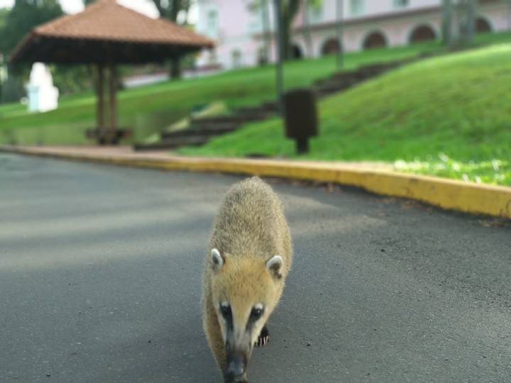 Tô Chegando