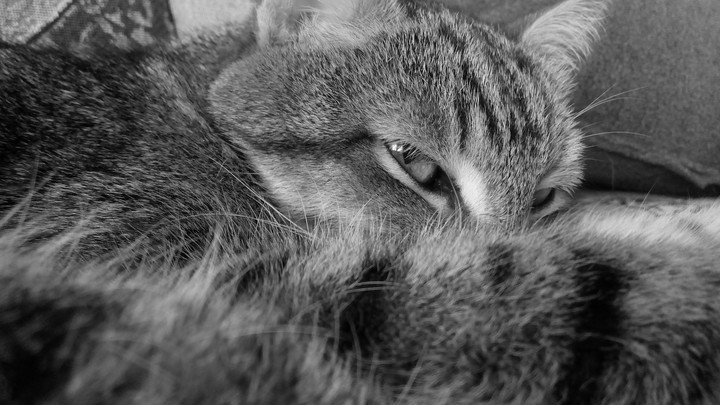 cat