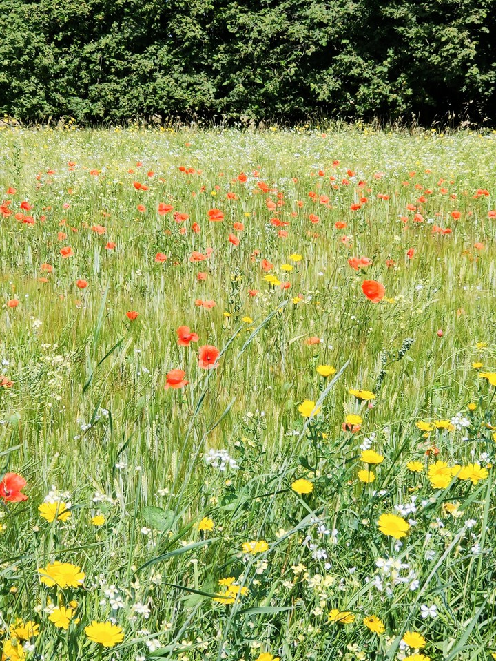 flowers