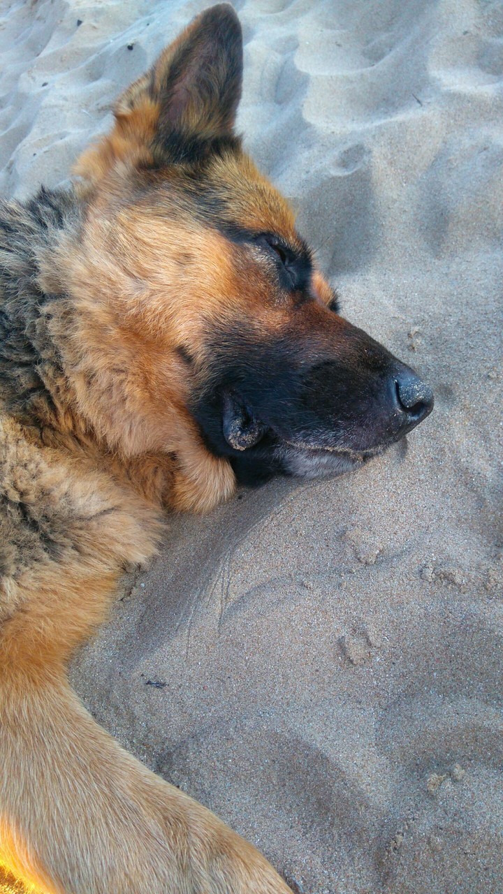 beach dog