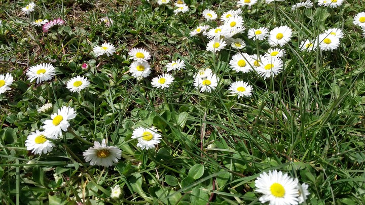 Lil Daisy
