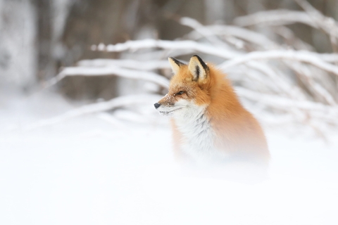 ταπετσαρίες fur, snow