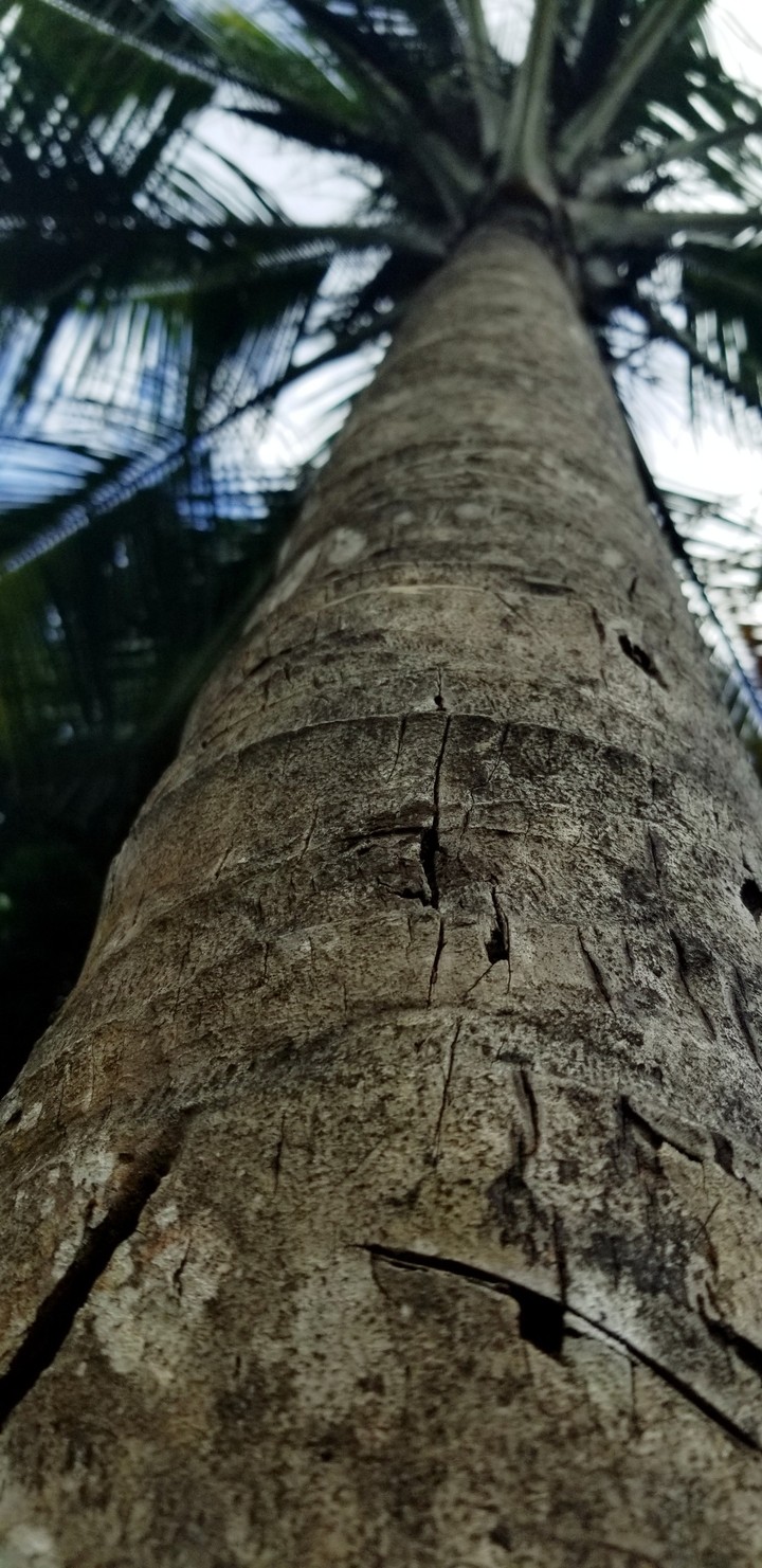 #coconut trees #trees