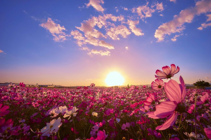 natureflowers