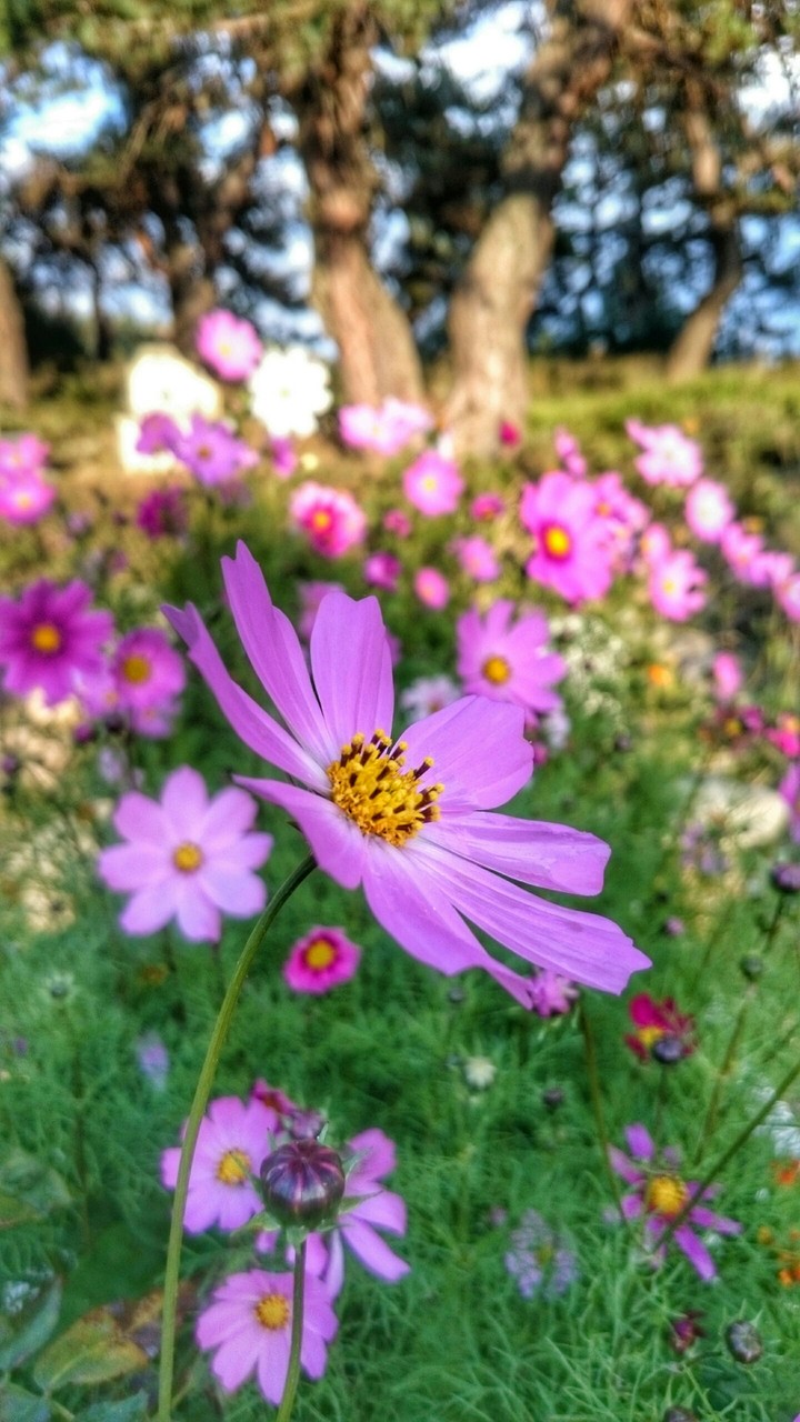flowers