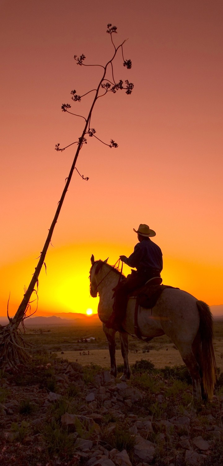 cowboy