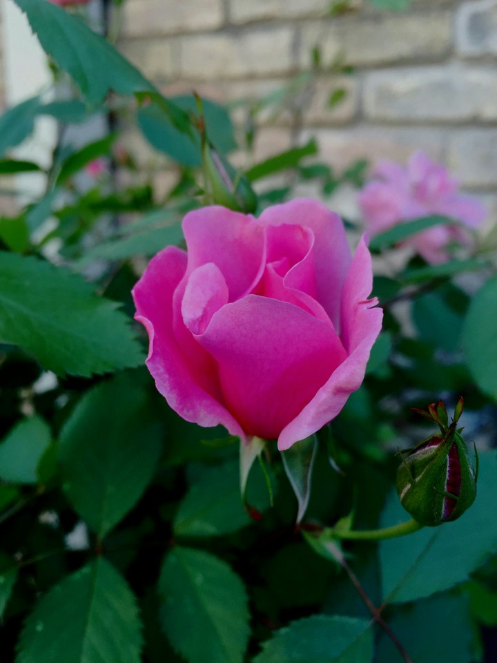 rose
