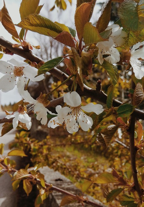 flowers