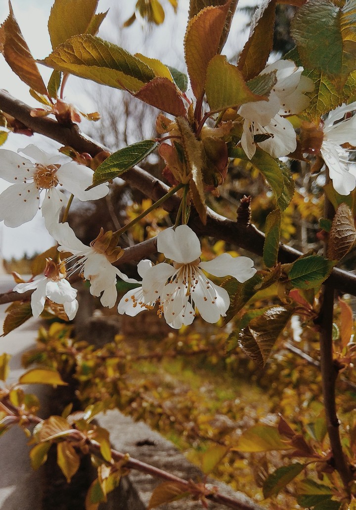 flowers