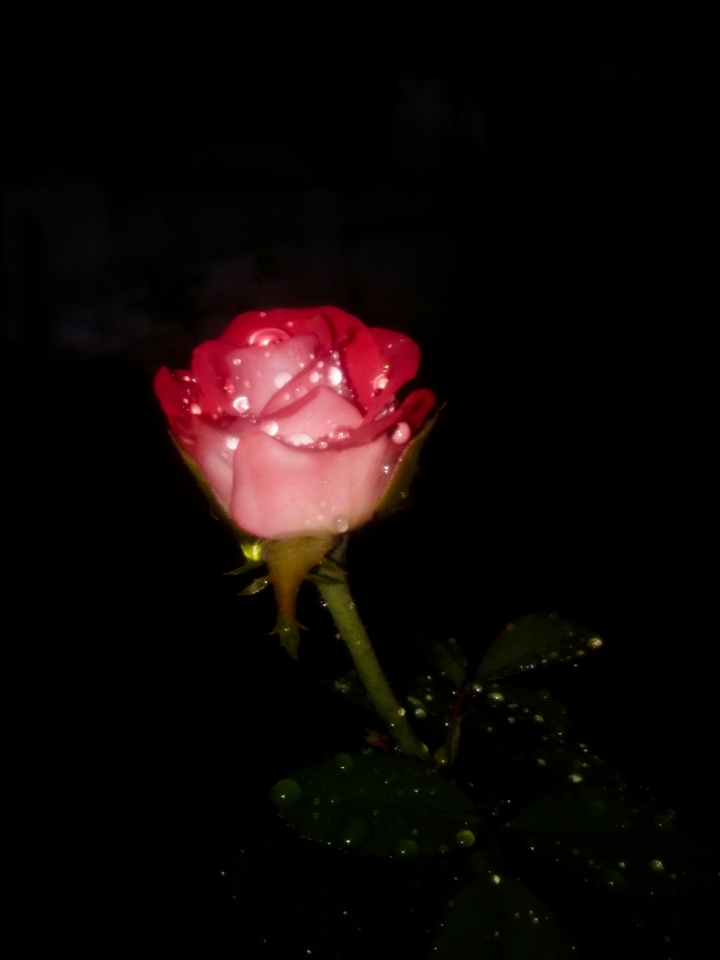 rose