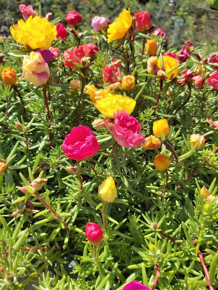 flowers