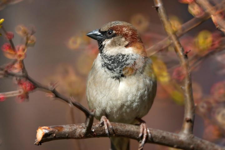 Sparrow