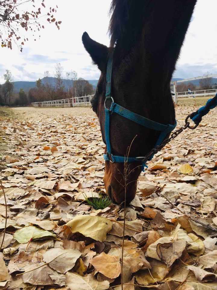 horse