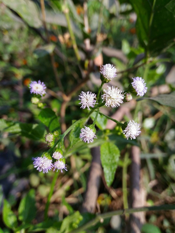 indian flowers