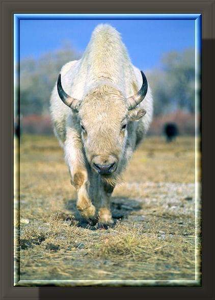 White buffalo