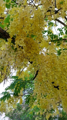 Golden shower tree