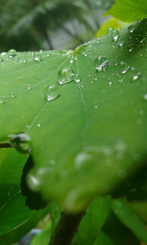 drops