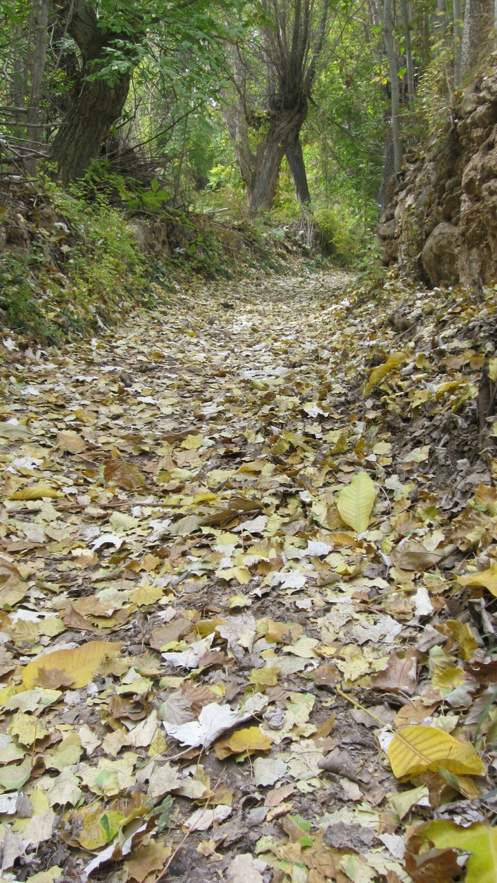 Autumn