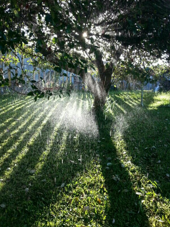 Raining Through The tree.