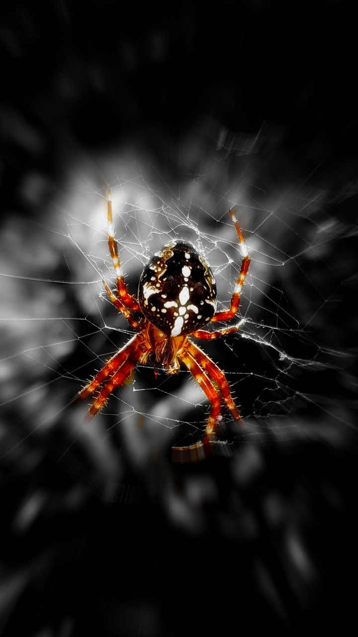 Spider