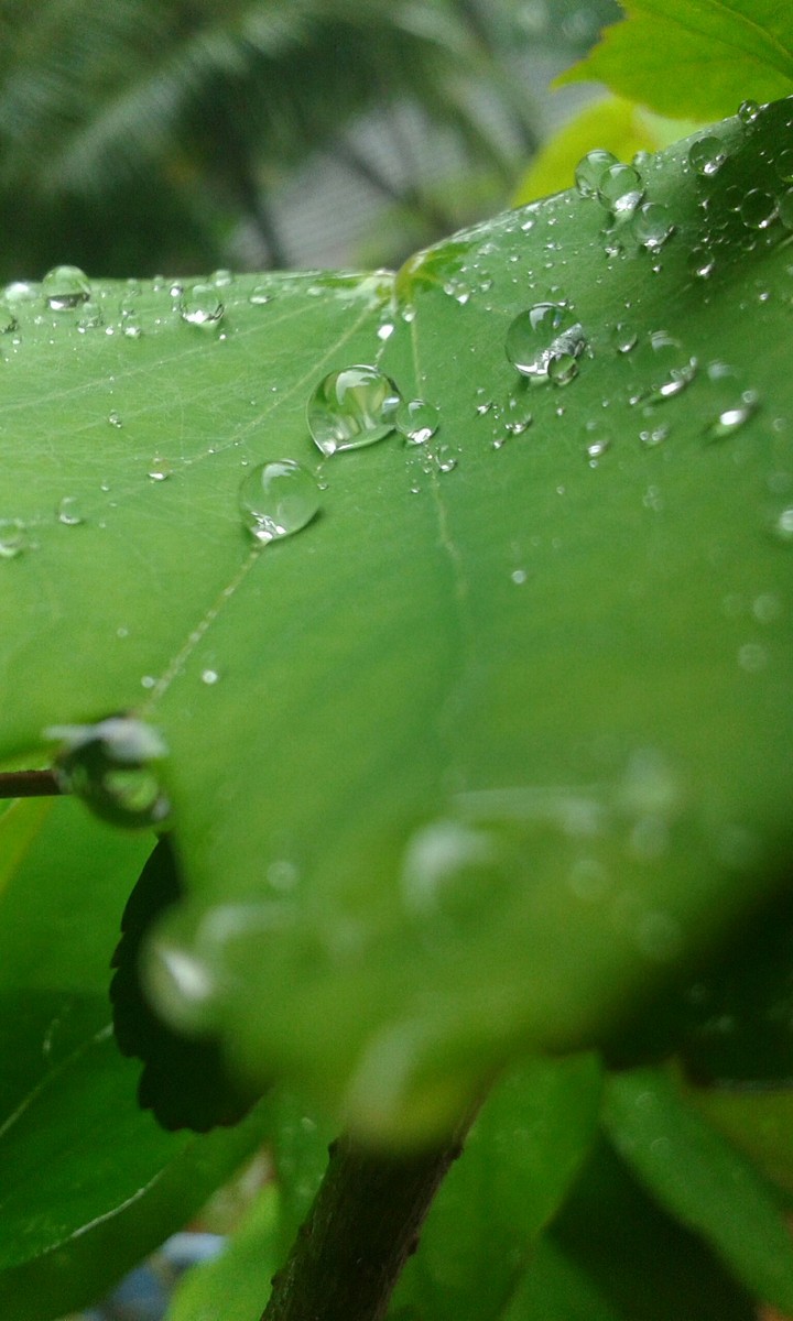 drops