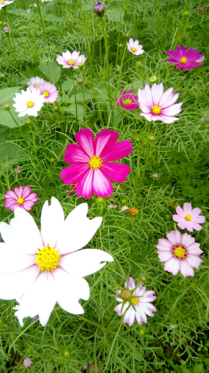 Hoa sao nháy- Cosmos