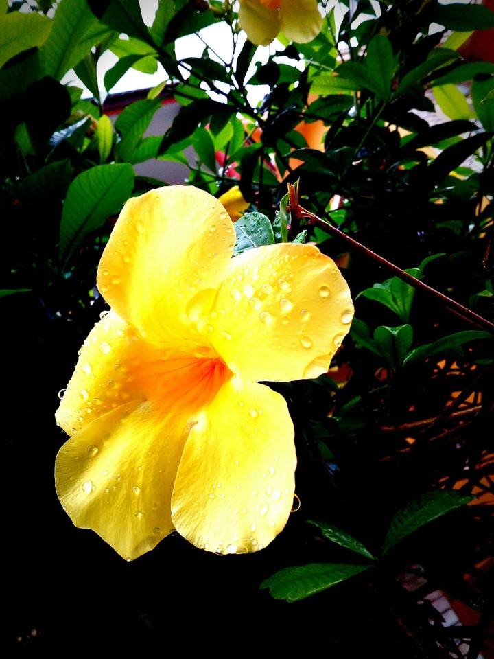 beauty lies in everything...