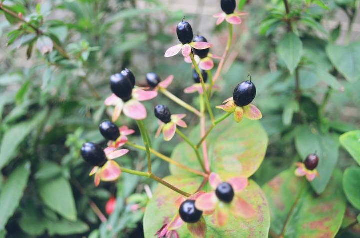 little wonders in the garden