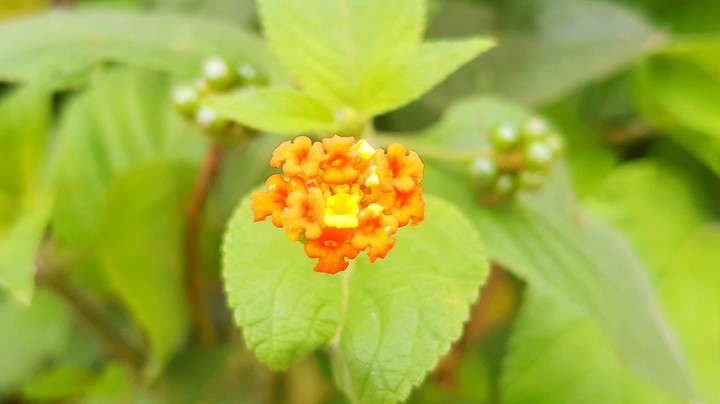 flor