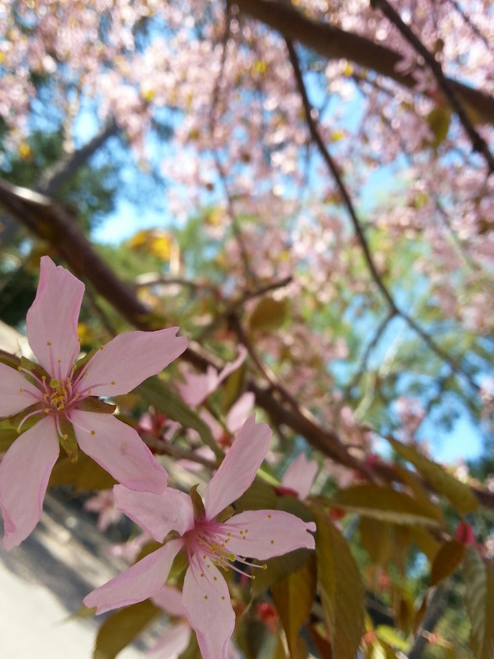 Cherrytree