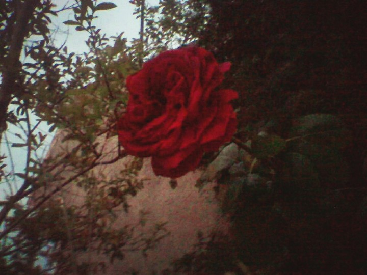Rosa