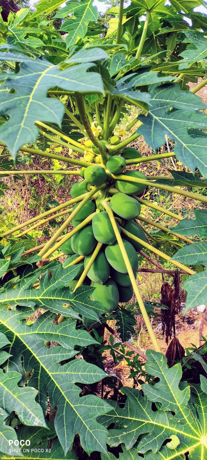 papaya plant