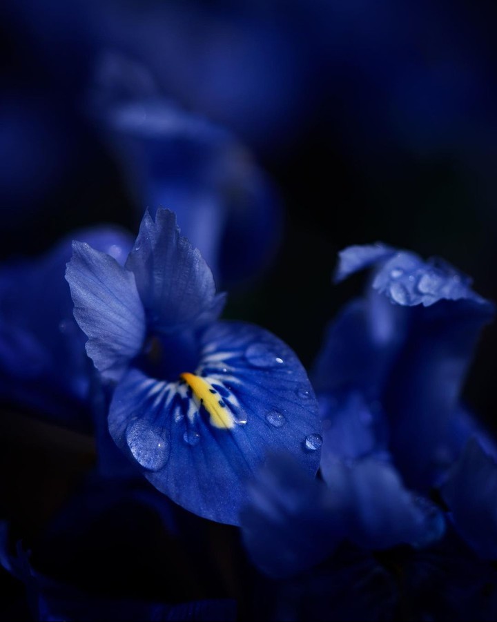 Blossom