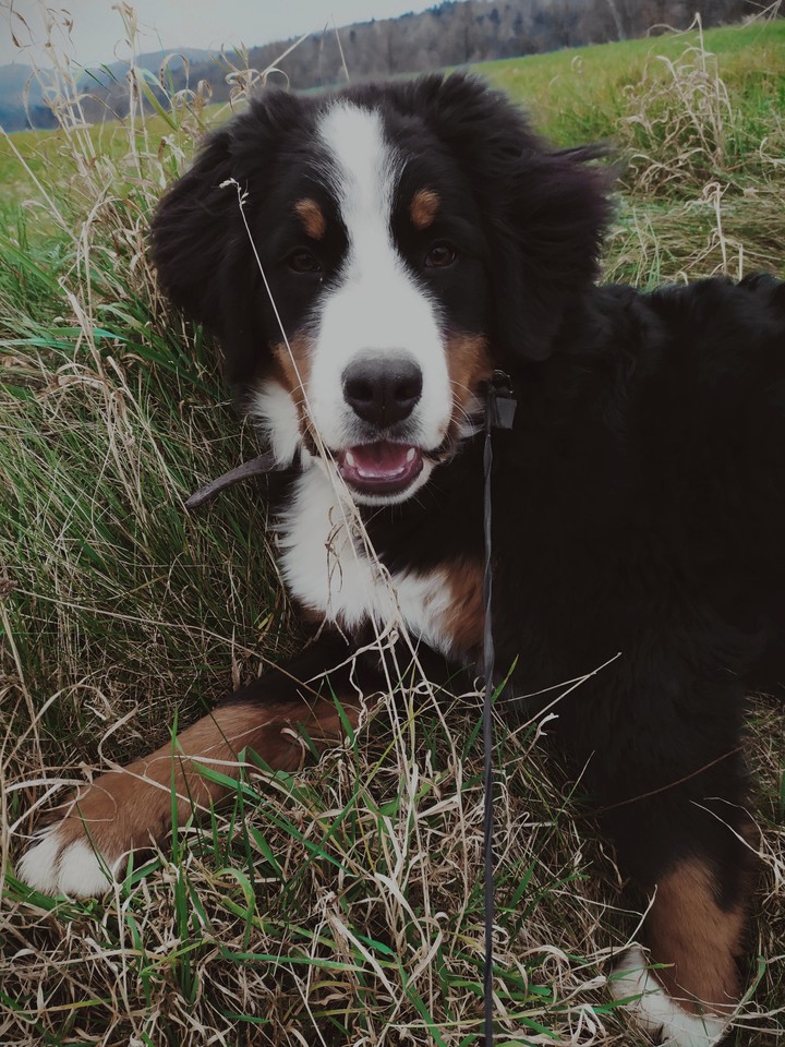 My doggy