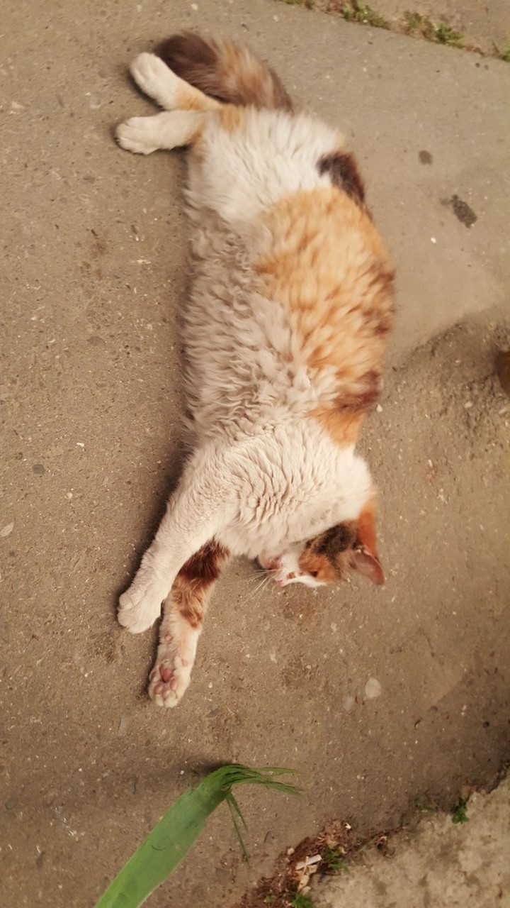 I am very tired