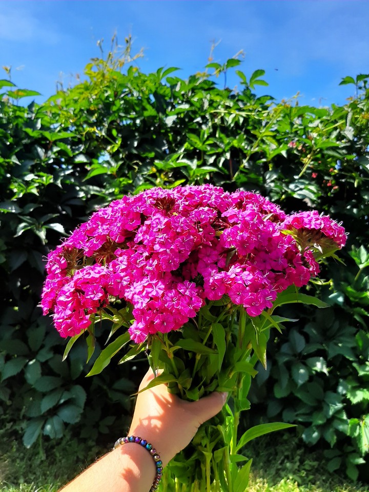 flowers