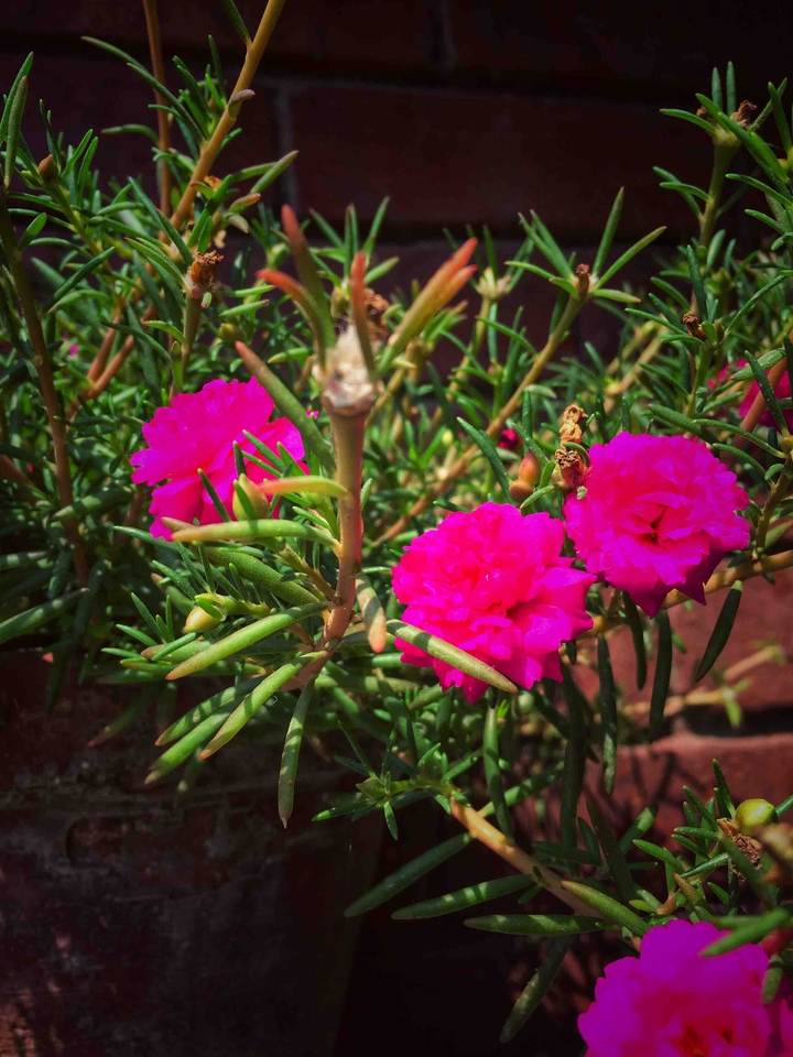flower